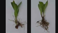 【誤認】「ギョウジャニンニクの天ぷらを食べた」 有毒植物・イヌサフランの誤食で70代女性死亡