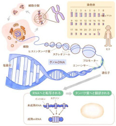 【悲報】享年28男性「人生に成功してる奴はたまたま環境や知能才能ルックスの遺伝子に恵まれただけだろ」