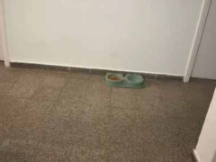 少し前に黒ネコを里親に出した。新しいお家で元気にしてるかな？ すると映像が届いた → 余計な心配だったようです…