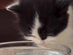 子猫がボウルの水を飲もうとしていた。あれ？あれれ？ → がんばる子猫、へたくちょです…