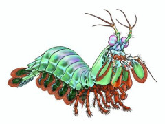 【動画】シャコさん、カニとエビ相手に完全に無双してしまうｗｗｗｗｗｗｗｗｗｗｗｗｗｗｗｗ