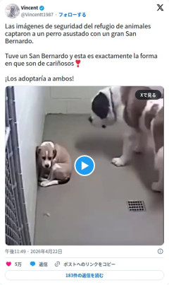 【動画】シェルターで怯えてた小型犬さん、セントバーナードの懐で爆睡してしまう