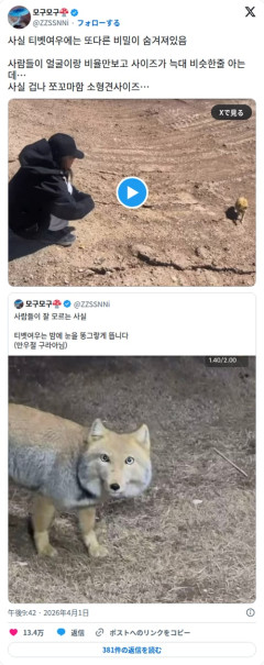 【動画】チベットスナギツネさん、ずっとサイズ詐欺してたことがバレてしまう