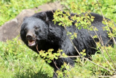 【クマ】陸自隊員、福島の演習場で襲われけが