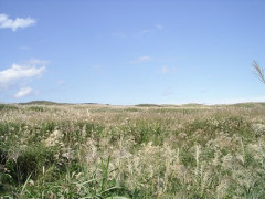 【悲報】陸上自衛隊さん、演習で山火事を起こし、焼け出されてきたクマに襲われ隊員が負傷