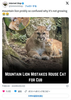 【画像】マウンテンライオンさん、子猫を我が子だと思って育ててしまう