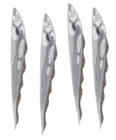 【orz】生協で子供の好きな太刀魚の味醂漬けを買ったつもりが、ただの太刀魚だった…。太刀魚なんてその味醂漬け以外買った事がないから食べ方もよくわからない。