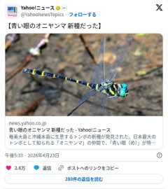 【朗報】青い眼のオニヤンマさん、実はずっと新種だったことが判明してしまう