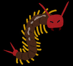 今年もムカデの季節になりました