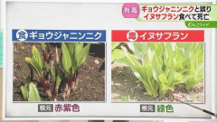 「ギョウジャニンニクを食べた」自宅の庭に観賞用に植えていたイヌサフランを誤食した女性が死亡
