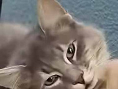 彼女とギリシャを旅行していた。バイクの上でまったりする猫と出会った → 彼女の膝もすぐにこうなった…