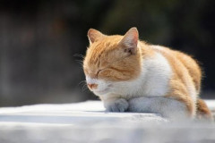 【画像】明らかにネコを虐待してるYouTube、見つかる