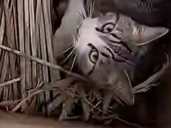 ネコが箱の中でじっとしていた。いったいどうしたの？ → 他のお母さんのお手伝い中でした…