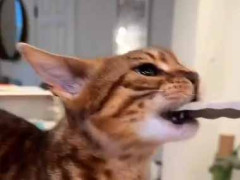 うちの彼女は「トング」が大好き。私がカチカチしているとやってくる → こうなります…