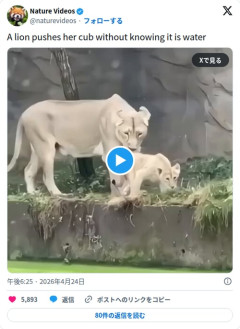【動画】母ライオンさん、子供を池に突き落としてしまう…