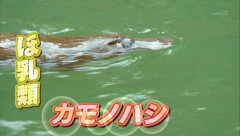 カモノハシ、さらに謎が深まる