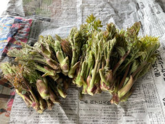 【画像】帰りにタラの芽採ってきた【異常に出過ぎ…】