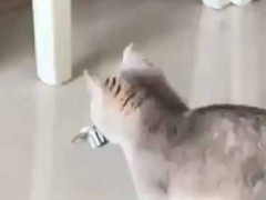 子猫がオモチャを咥えて歩いてきた。前方には鏡がある → こんなリアクションになった…