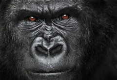 【動画】ゴリラさん、唖然としてしまう