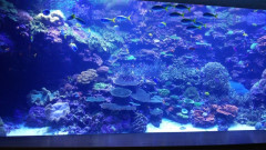 【動画】アクアリウム界隈、ブラック企業すぎるｗｗｗｗｗｗｗｗ