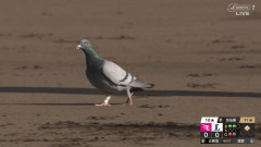 楽天最強パークにかわいい鳩さんが襲来 → 0-0の試合が大きく動くｗｗｗｗ