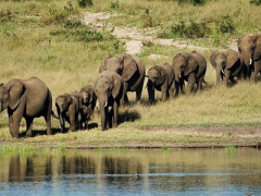 【悲報】アメリカの大富豪、動物ハンティング中に象に踏まれてしまった結果・・・