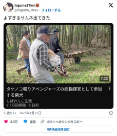 【画像】柴犬さん、タケノコ掘りアベンジャーズの総指揮官として参加してしまう