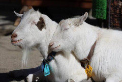 【動画】オスヤギ同士の頭突きバトル、あまりにも激しすぎる