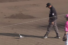 【悲報】ハトさん、楽天-西武戦に乱入し一塁手にタイムを要求させてしまう