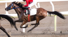【動画】金沢競馬の落馬事故、想像以上にエグかった…お前らこれ動画見た？