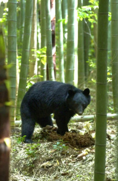 「クマがいる」京都市の観光名所付近でクマ3頭の目撃情報　川沿い歩く、親グマと子グマか
