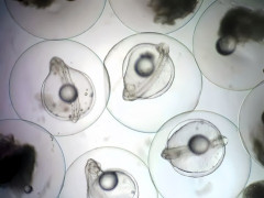 【中共メディア】 ウナギの完全養殖に向け重要成果、先行ランナーの日韓を追い上げ