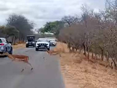 車を止めていたら道に動物が飛び出してきた。ファッ！？ → こんな様子です…