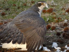 【動画】鳩さん、鷹にボコボコにされてしまうｗｗｗｗｗｗｗ