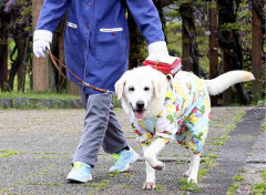 盲導犬にリードなしの犬が近づき転倒し負傷、視覚障害の女性が提訴…「盲導犬に犬を近づける危険性を広く知ってほしい」