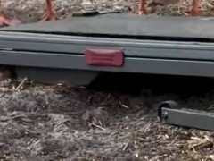 庭にルームランナーを置いていた。これは楽しい遊具だね → 犬はこうなります…