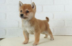 【マジ注意】犬「今日は飼い主にチューリップ祭りに連れてきてもらいました。お花きれいでうれしー」　→　その後、ガチで最悪の取り返しがつかない末路に…