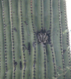 外国人「俺達が砂漠で発見した信じられないものを見せていく！」