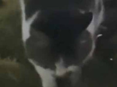 野良猫にエサをあげていた。今夜も現れた → 嬉しそうにこうします…