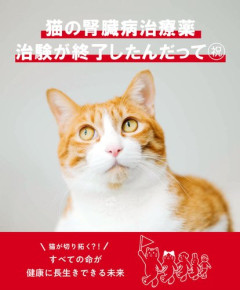 【朗報】猫の死因1位「腎臓病」の新薬AIM、ついに農水省へ承認申請される