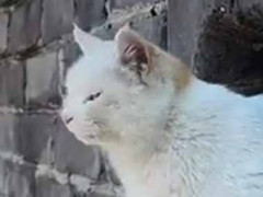 万里の長城にやってきた。壁に穴が開いている → かわいい仙人が住んでいました…