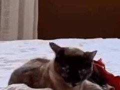 私が洗濯物をたたんでいた。彼は全く手伝わない。むしろ嫌がらせ？ → 何度も乗ってくるんだけど…