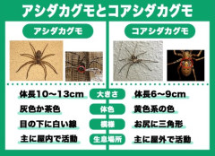 【悲報】謎の勢力「アシダカグモはゴキ食ってくれる益虫！放置しろ！」ｗｗｗｗｗｗｗｗｗｗ