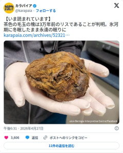 【画像】茶色の毛玉の正体、3万年前に冬眠したまま永眠したリスだった