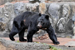 【悲報】山菜採りシーズン、ガチで命がけ。福島で50代男性がクマに襲われた結果・・・・