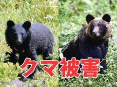 【北海道】 春期クマ捕獲中のハンターが発砲、命中し落下してきたクマが起き上がり襲ってくる…顔面や頭部に重傷