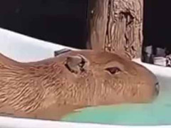 カピバラが「お風呂」に入ろうとしていた。ずいぶん長いんですね → 後ろ足はこんな様子です…