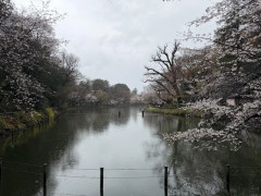 海外「東京旅行した人に聞きたい、帰国して恋しくなったものは何？」