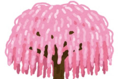 海外「これはガチ！」日本の桜が大好きな英国で巻き起こる珍現象に海外が大騒ぎ