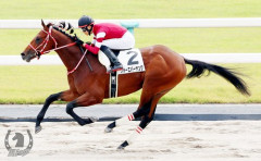 【悲報】フォーエバーヤングさん、秋の路線が「BCクラシック連覇」か「凱旋門賞」の究極二択